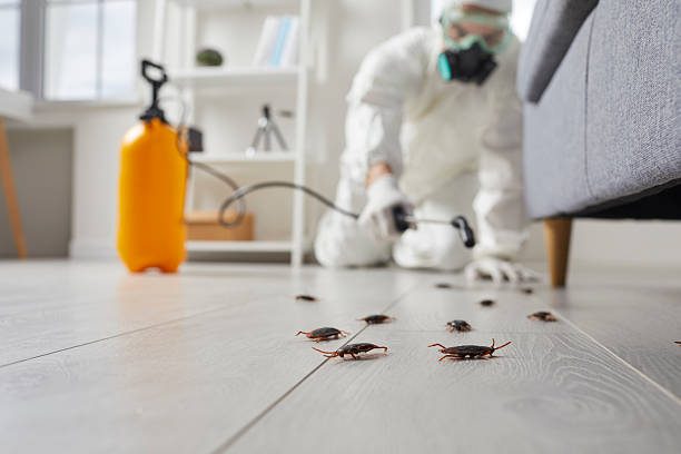 Post-Treatment Bed Bug Interceptor Monitoring in Blue Ash